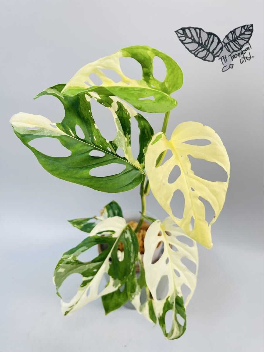 「481 」モンステラ　アクミナータ　斑入りMonstera Acuminata Variegata 