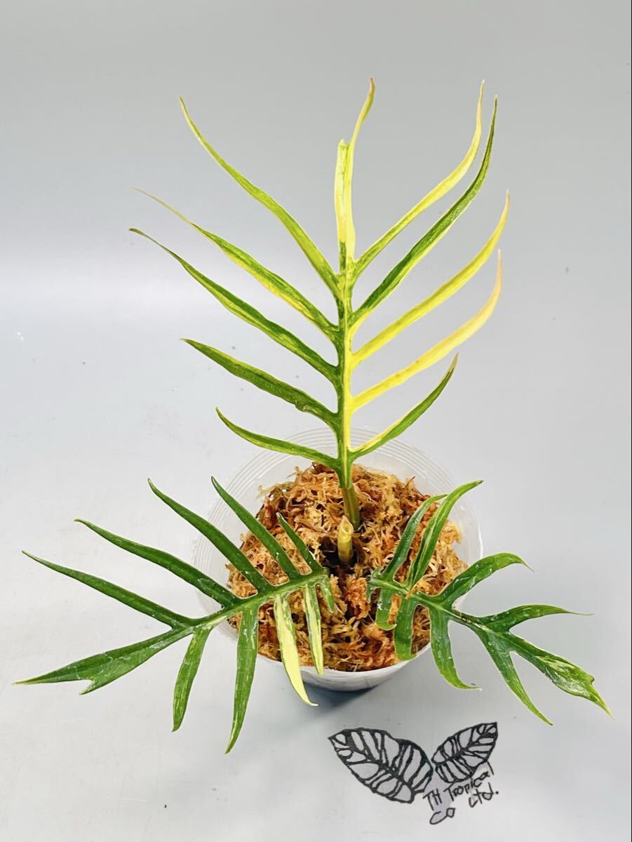 「113」Philodendron Tortum Variegata フィロデンドロン　トータム　 斑入り　