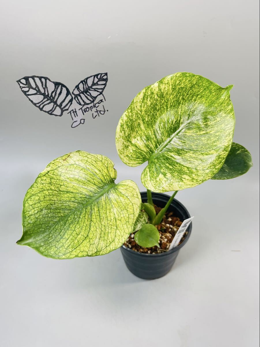 「383」モンステラ　ミント　サイアム 斑入り　Monstera Deliciosa Mint Siam Variegata 