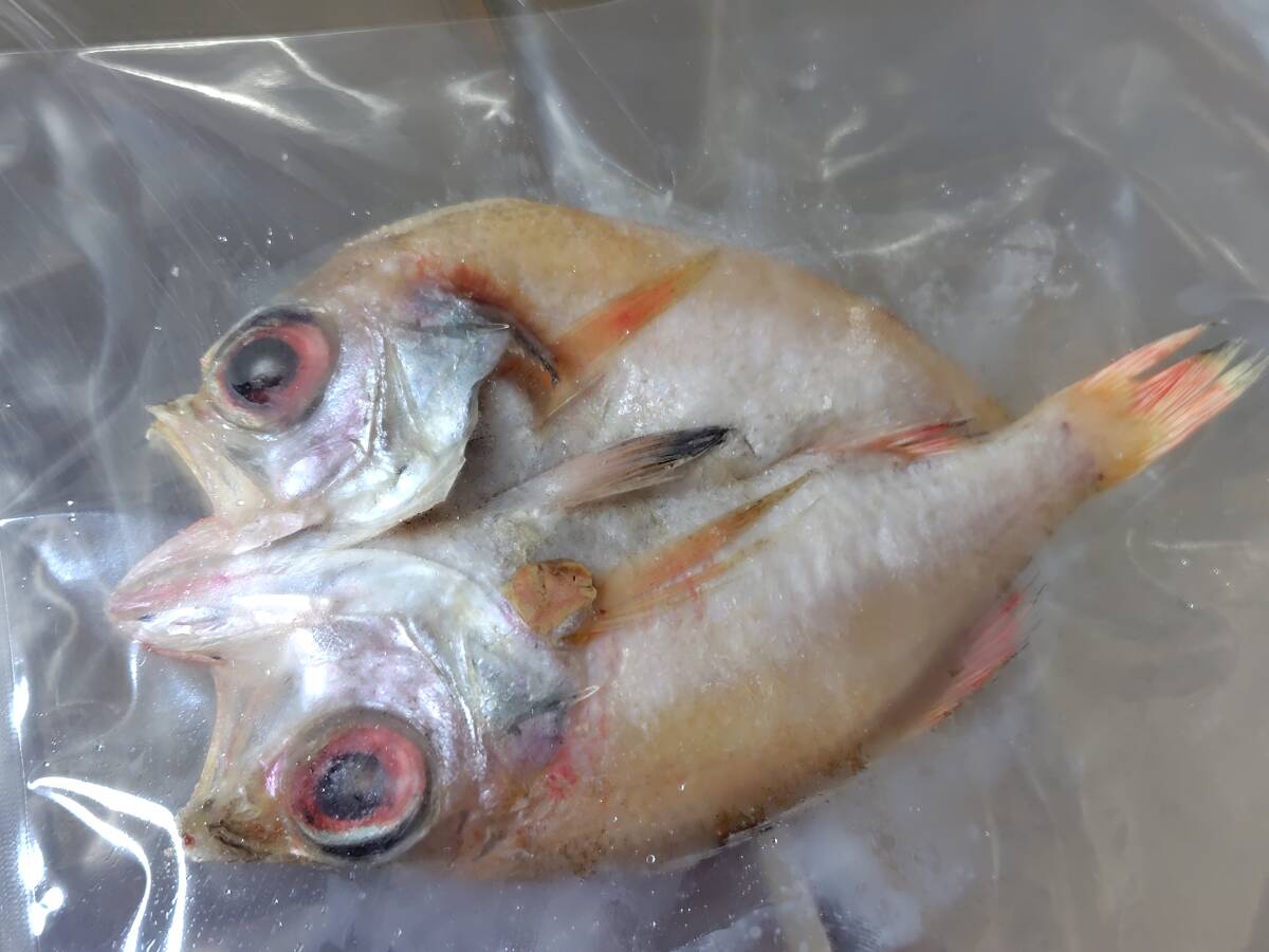 ☆大人気*　国産　のどぐろ 開き干し　１尾（※１尾あたり約１６センチ）　冷凍