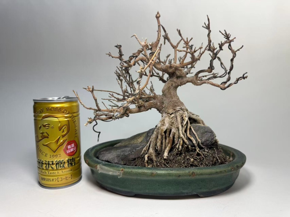 AS527 ミニ盆栽　雑木盆栽　小品盆栽　インテリア　置物　詳細不明　現状品　H19.5cm