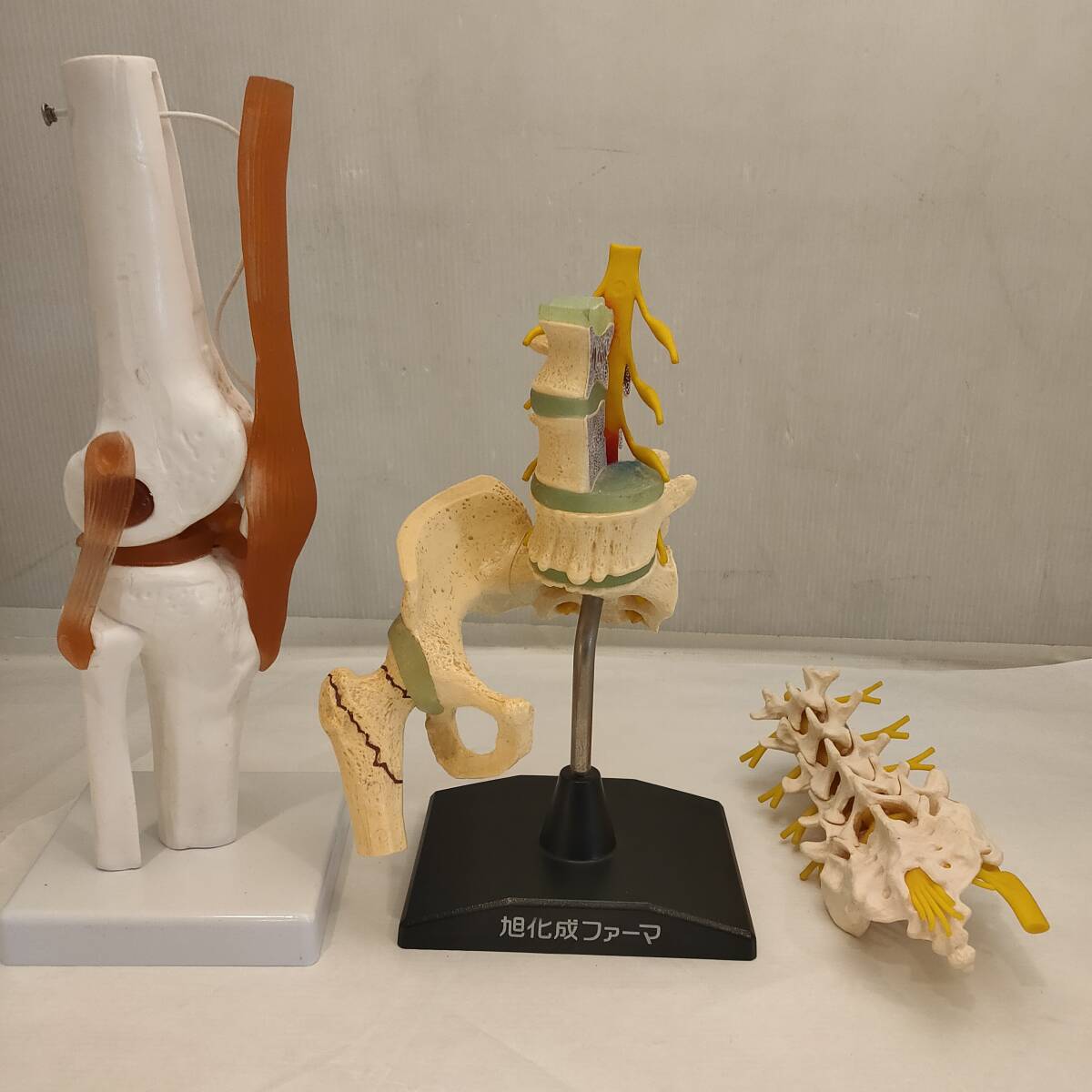 032504●人体模型3点セット 膝関節模型 腰椎 旭化成ファーマ 腰椎、椎体断面 ●