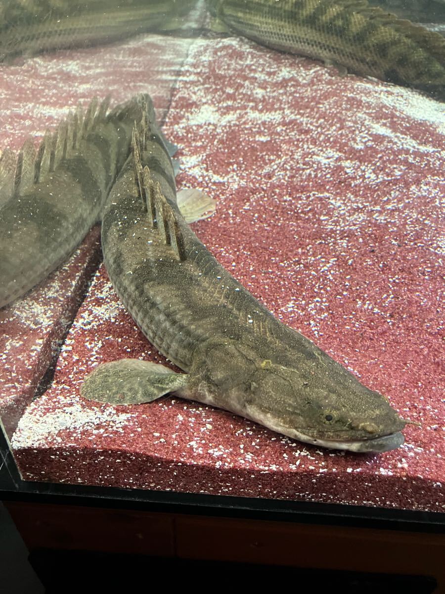 ポリプテルス sp ナイジェリア