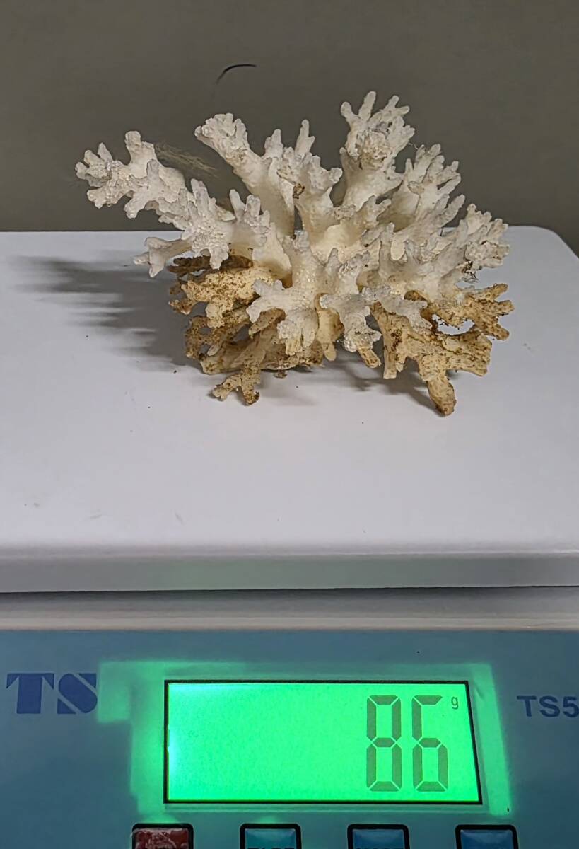 20375【1円スタート】珊瑚　サンゴ　置物　プチプチで包んで発送　配送時の破損は当方では補償なし