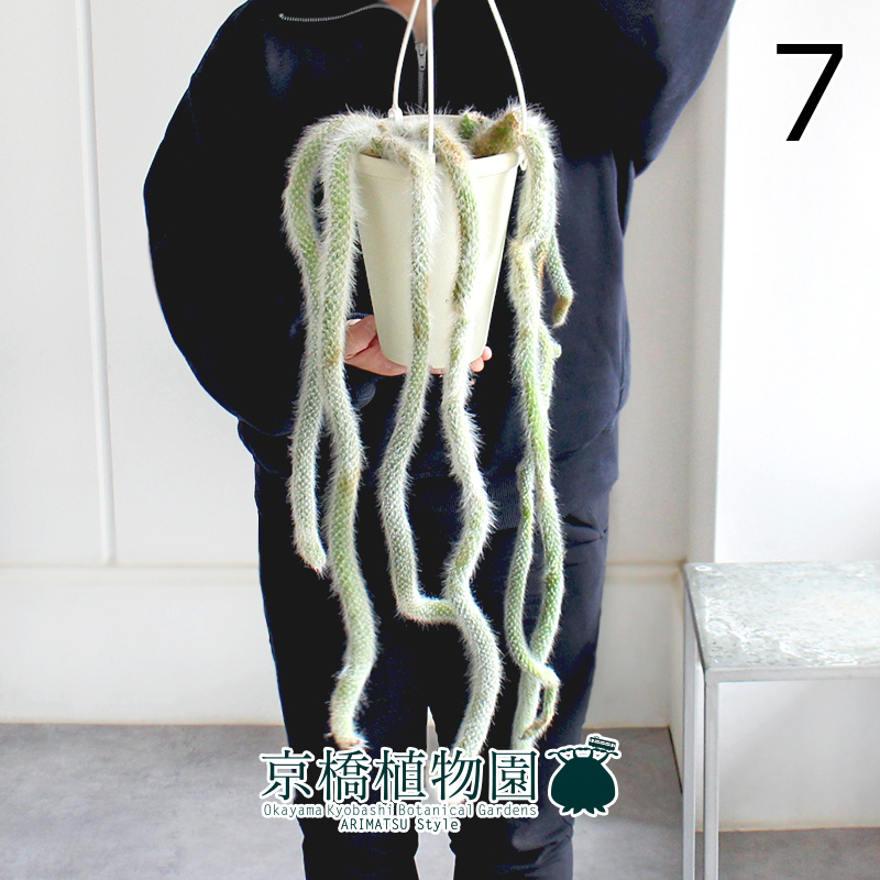 【現品】ヒモサボテン ヒルデウィンテラ・コラデモノニス（カラデモノニス） 5号 白鉢 吊り下げ（7）Hildewintera colademononis