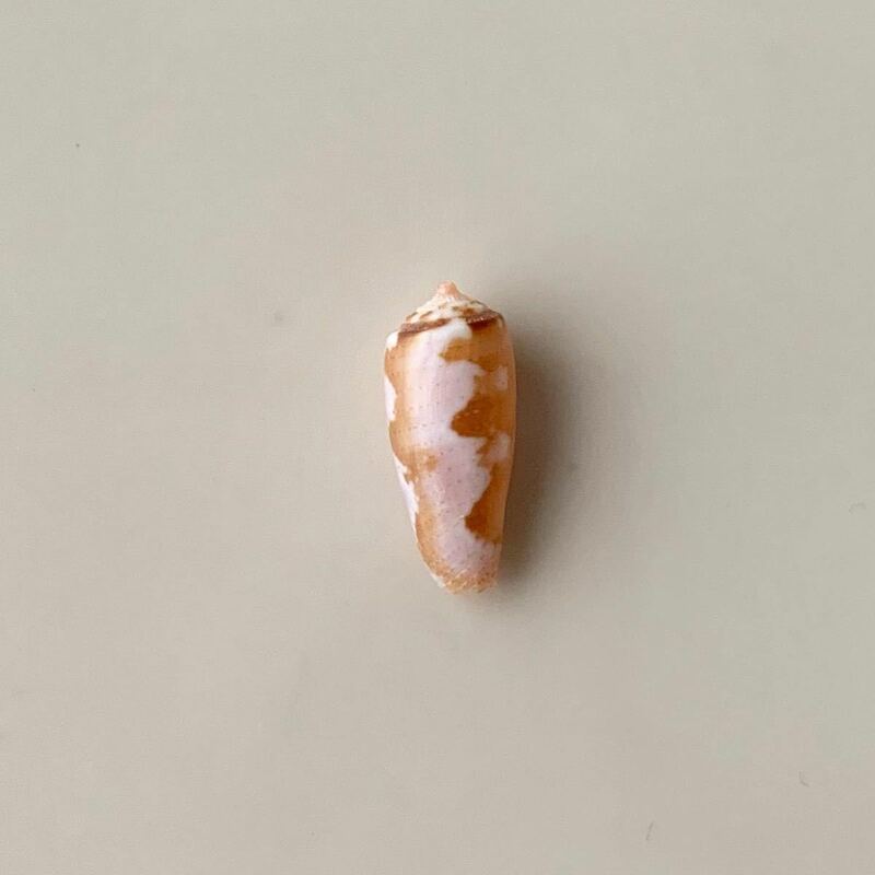 イモガイ　アンボイナの幼貝？　貝殻　シェル　貝　標本　骨格　イモガイ科　アンボイナ　かいがら　巻貝　オレンジ　小さい貝殻