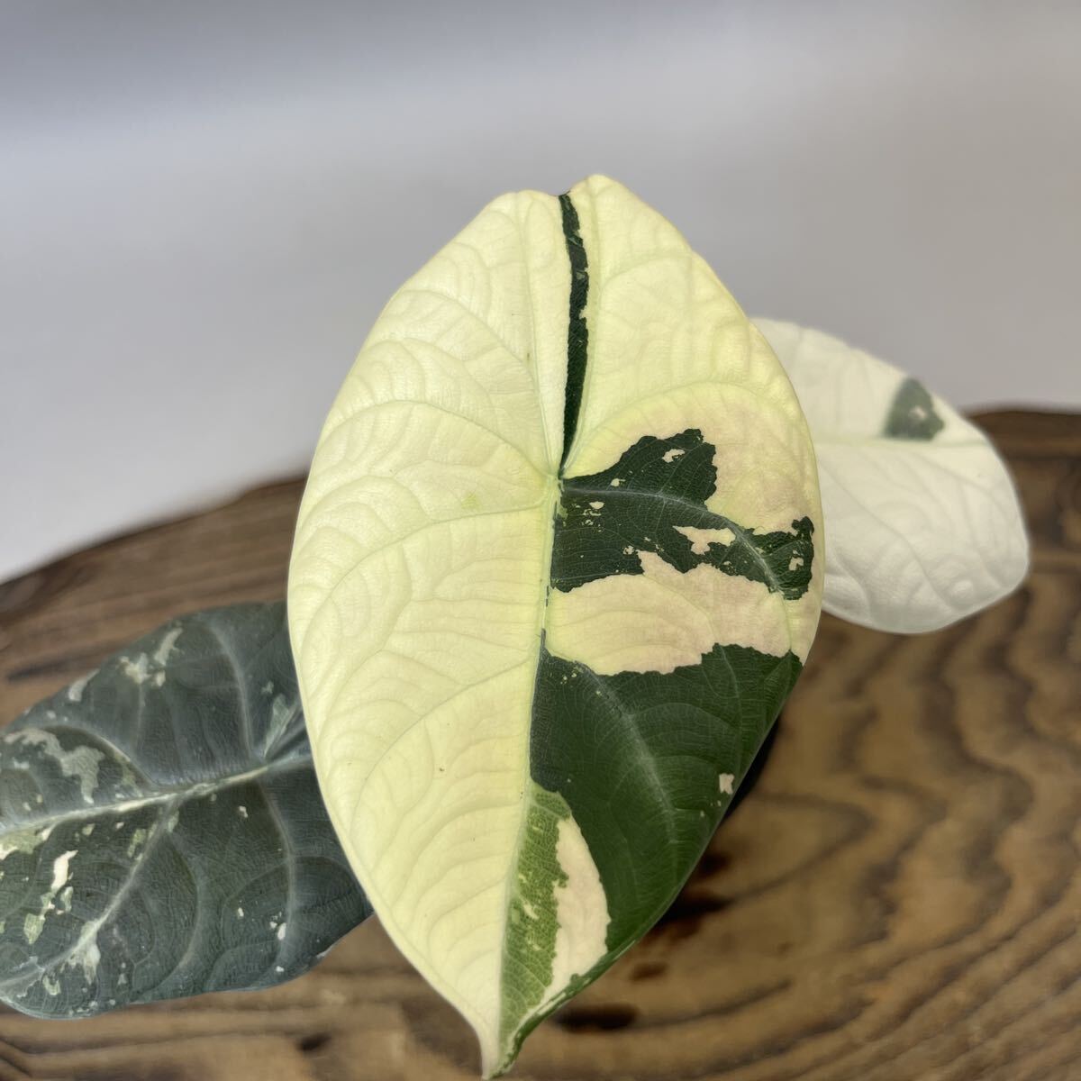 {$data['title']拍卖