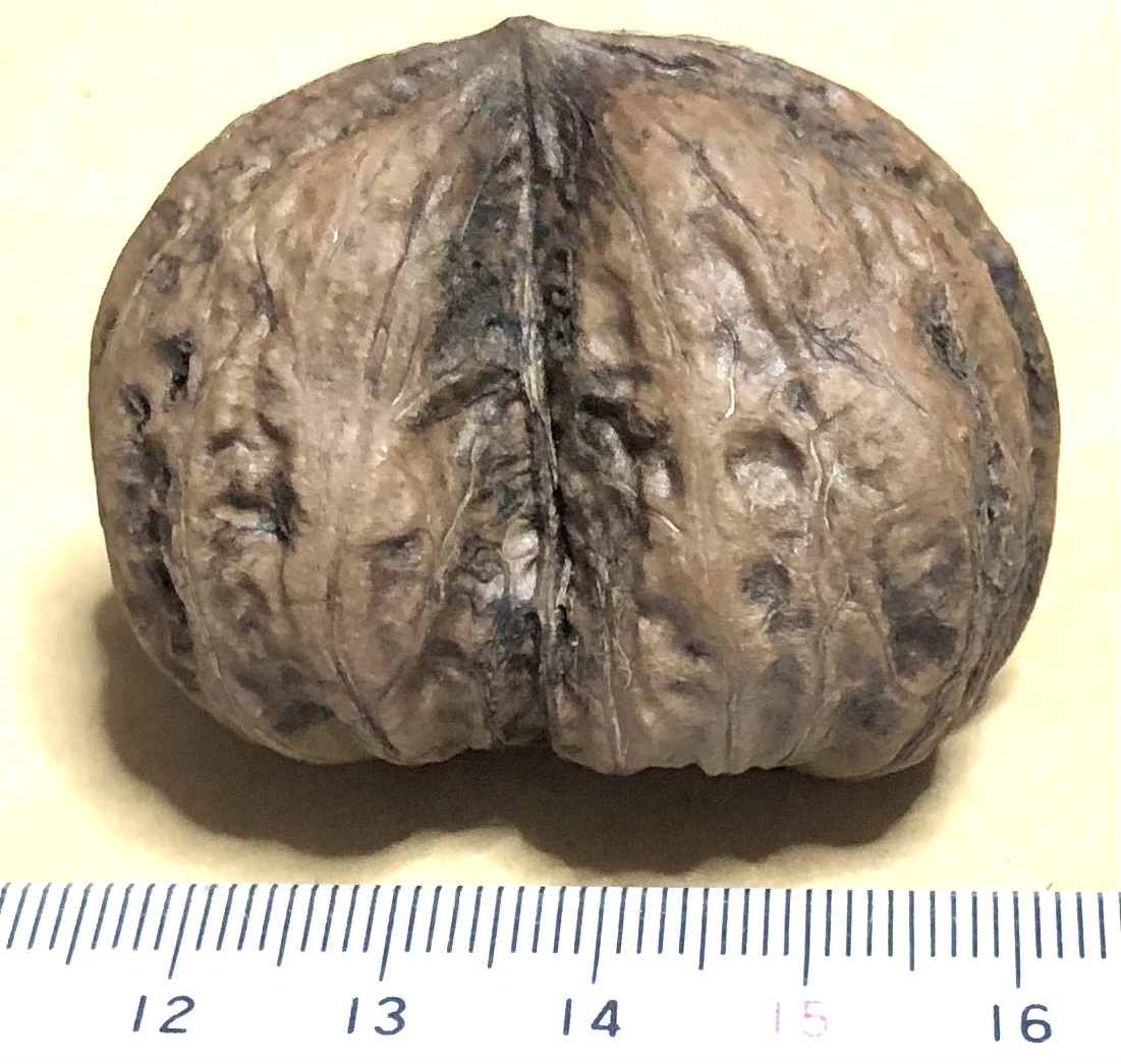 胡桃　双子？　