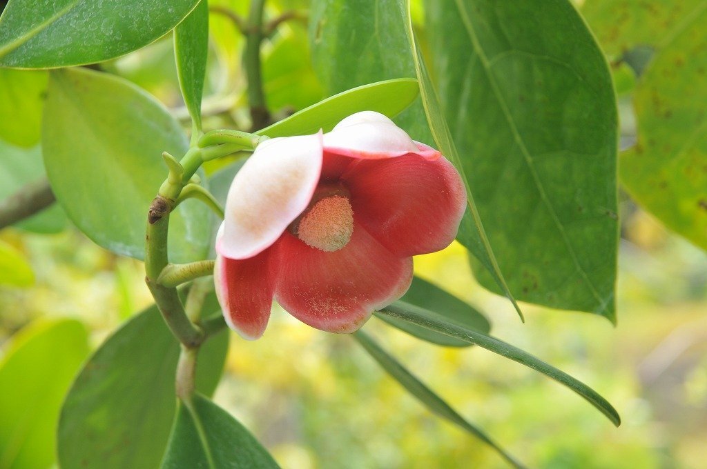 ★TO★花芽付き★花咲くクルシア！　Clusia sp. 椿クルシア　花がとても咲きやすい種類　観葉植物 4号挿し木苗　現品　80サイズ