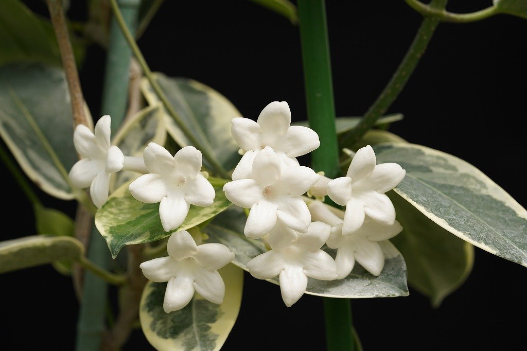 ★TO★意外と売っていないマダガスカルジャスミン斑入り　Stephanotis floribunda 'Variegata'　4号挿し木苗　現品　80サイズ