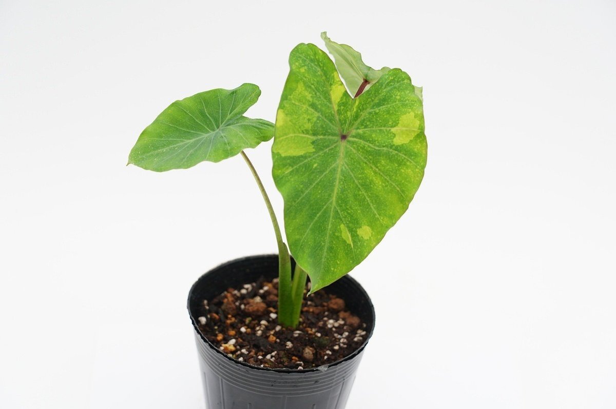 ★TO★コロカシアの新品種 ライム・バリエガータ　Colocasia esculenta ‘Lime Variegata' 観葉植物　アロイド　3.5号ポット苗　60サイズ