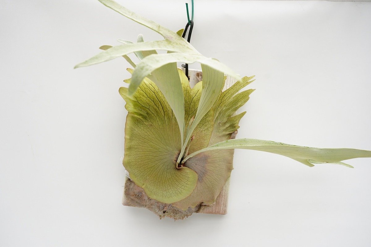 ★TO★プラティケリウム・ビフルカツム’スプレンデンス’　Platycerium 杉板付け 現品 ビカクシダ コウモリラン 観葉植物 100サイズ　