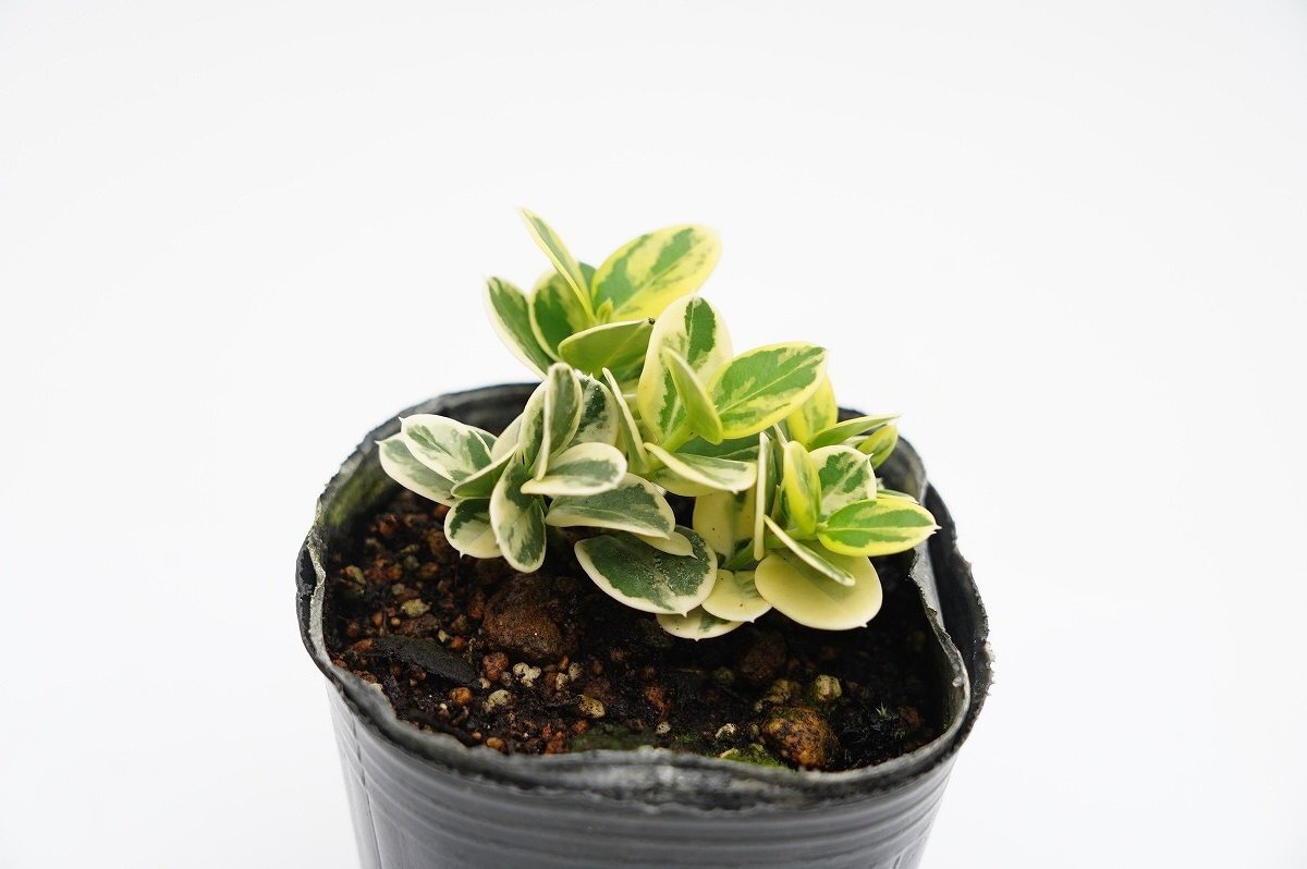 ★TO★熱帯果樹の小型品種　オオバナカリッサの斑入り観葉植物　Carissa macrocarpa 'Humpheri Variegated' 3号ポット苗　現品　60サイズ
