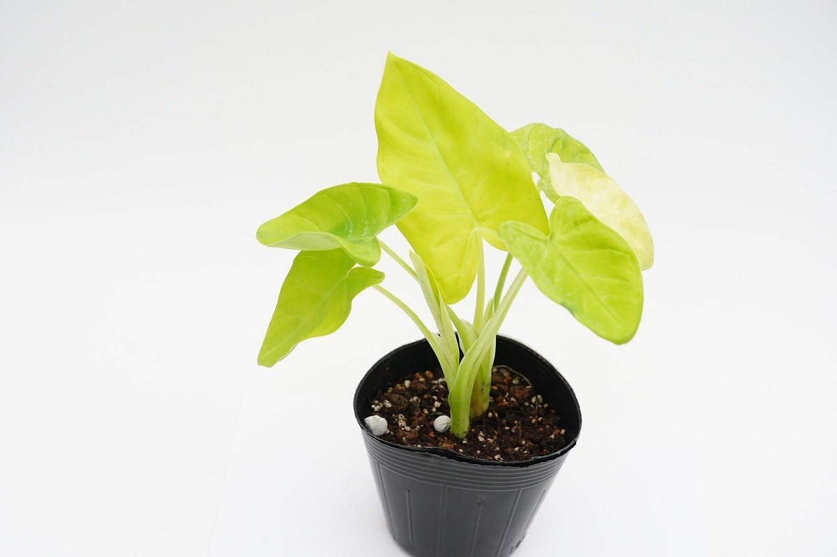 ★TO★黄金葉が美しいサトイモ　キサンソーマ・マッファーファ オーレア　Xanthosoma maffafa 'Aurea'　3.5号ポット苗　現品　60サイズ