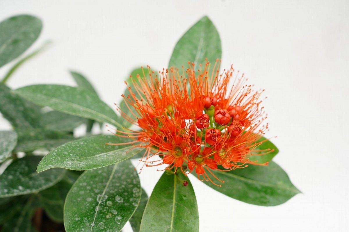 ★TO★花芽付き★キサントステモンのオレンジ花 Xanthostemon Orange オーストラリア オージープランツ 4号ポット苗 現品 80サイズ