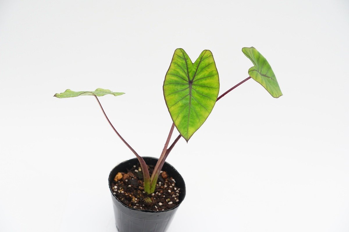 ★TO★タロイモの新しい品種 コロカシア　ブルーハワイ　Colocasia ‘Blue Hawaii' カラーリーフ サトイモ 耐寒性 3.5号苗　現品　80サイズ