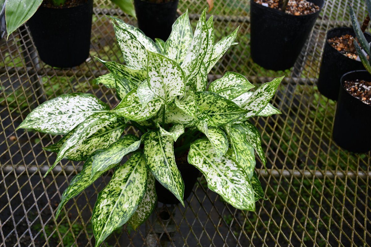 260413☆AO☆アグラオネマ美葉品種　'スプリング・スノー'　Aglaonema 'Spring Snow' 80サイズ