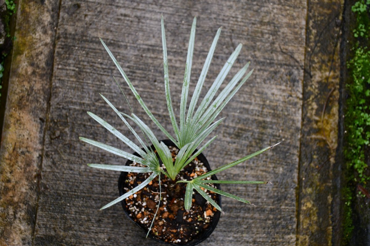 260420☆AO☆綺麗なシルヴァーリーフのチャボトウジュロ Chamaeropus humilis var.cerifera 100サイズ
