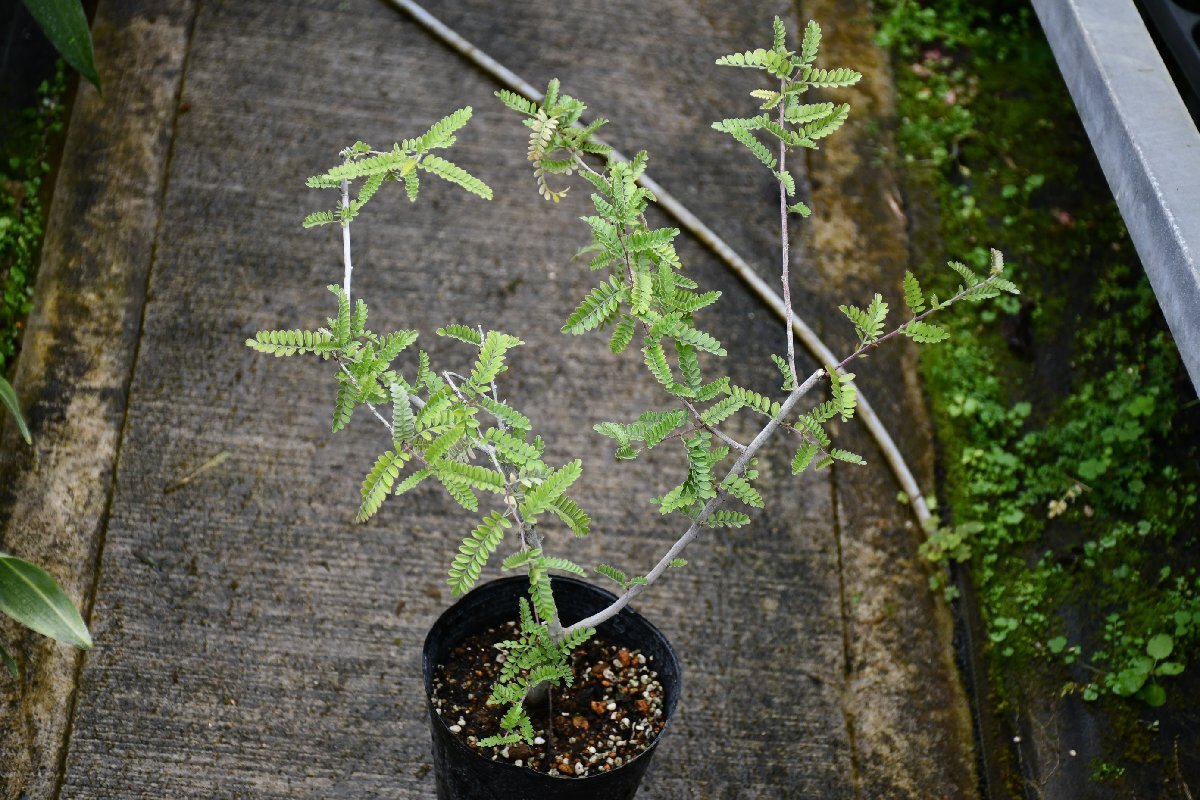 260425☆AO☆シセンテンノウメ　　 Ostemeles schwerinae 100サイズ