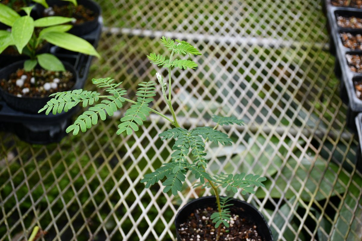 260422☆AO☆ハワイの木　アカシア・コア　材でウクレレ 　Acacia koa 80サイズ