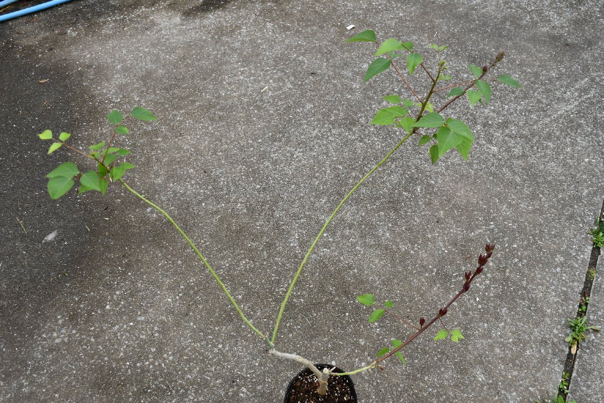 260401☆AO☆ヒシバデイゴ　花芽付き　 Erythrina x bidwillii 140サイズ