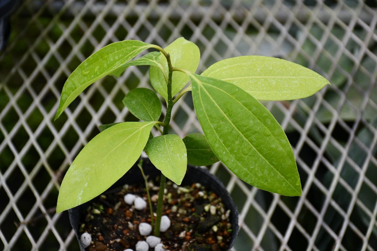 260430☆AO☆世界4大スパイス① セイロンニッケイ シナモン　Cinnamomum verum 60サイズ