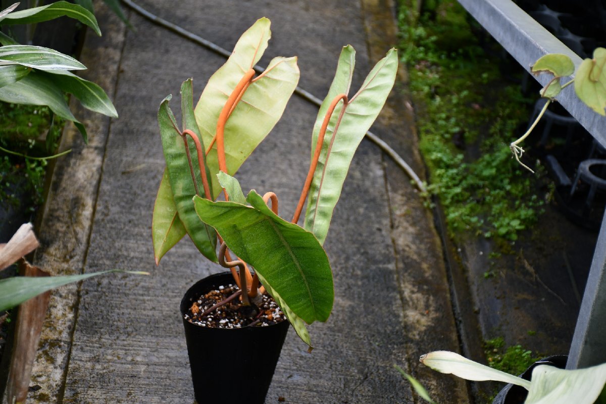 260424☆AO☆珍種　フィロデンドロン・ビリエティアエ 葉柄が黄橙色できれい　 Philodendron billietiae 100サイズ