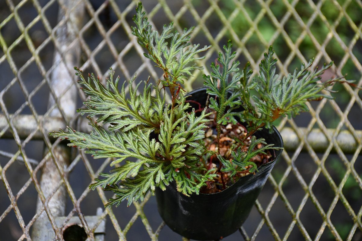 260411☆AO☆珍種　葉裏が赤いセラギネラ Selaginella erythropus 60サイズ