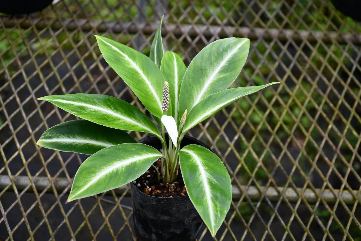260412☆AO☆珍種 スパティフィラム・フロリブンドゥム　オカメウチワ　Spathiphyllum floribundum 60サイズ