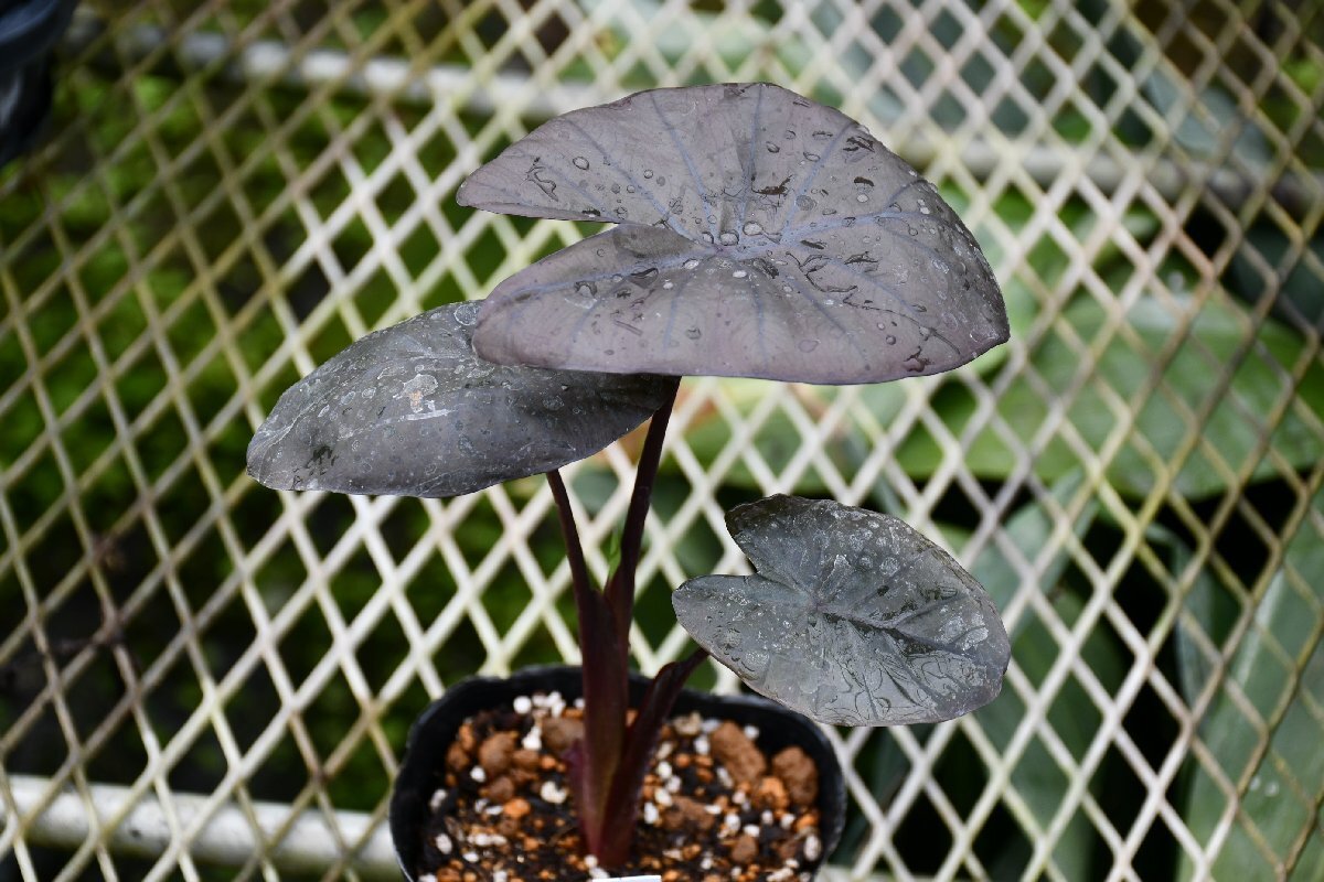 260372☆AO☆ハワイのタロイモ　光沢ある黒葉が魅力　'ダイアモンド・ヘッド'Colocasia escalena 'Diamond Head' 60サイズ