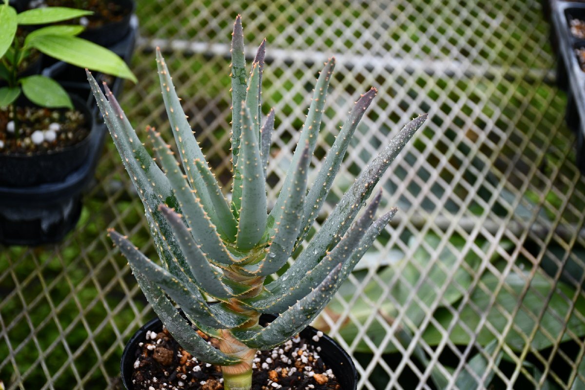 260417☆AO☆アロエ・ディコトマ Aloe dichotoma 80サイズ