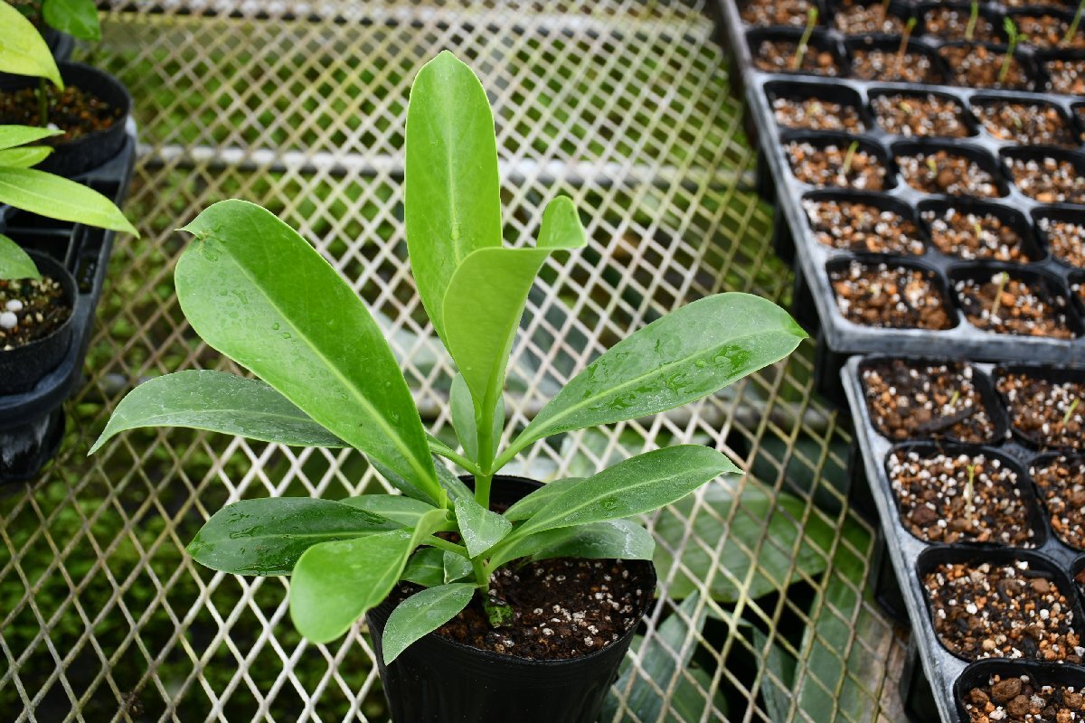 260429☆AO☆ハワイの花木　プアケニケニ　Fagraea berteriana 80サイズ