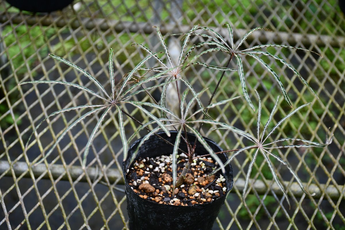 260409☆AO☆珍種　細葉ディジゴテカ　Schefflera(=Dizigotheca) elegantissima Narrow Leaves　60サイズ