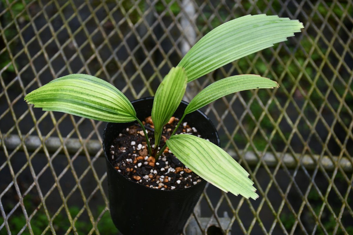 260406☆AO☆珍ヤシ　斑入りの美しいリクアラ　リクアラ・ペルタタ・スマワンギー　Licuala peltata var.sumawongiii Variegated 80サイ
