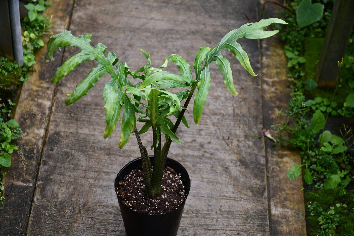 260431☆AO☆葉形がユニーク　アロカシア・ブランキフォリア Alocasia brancifolia 100サイズ