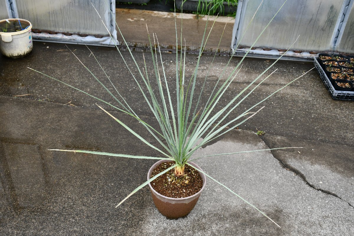 260414☆AO☆トックリランの仲間　ノリナ・ネルソニー　耐寒性あり　　Nolina nelsonii 140サイズ