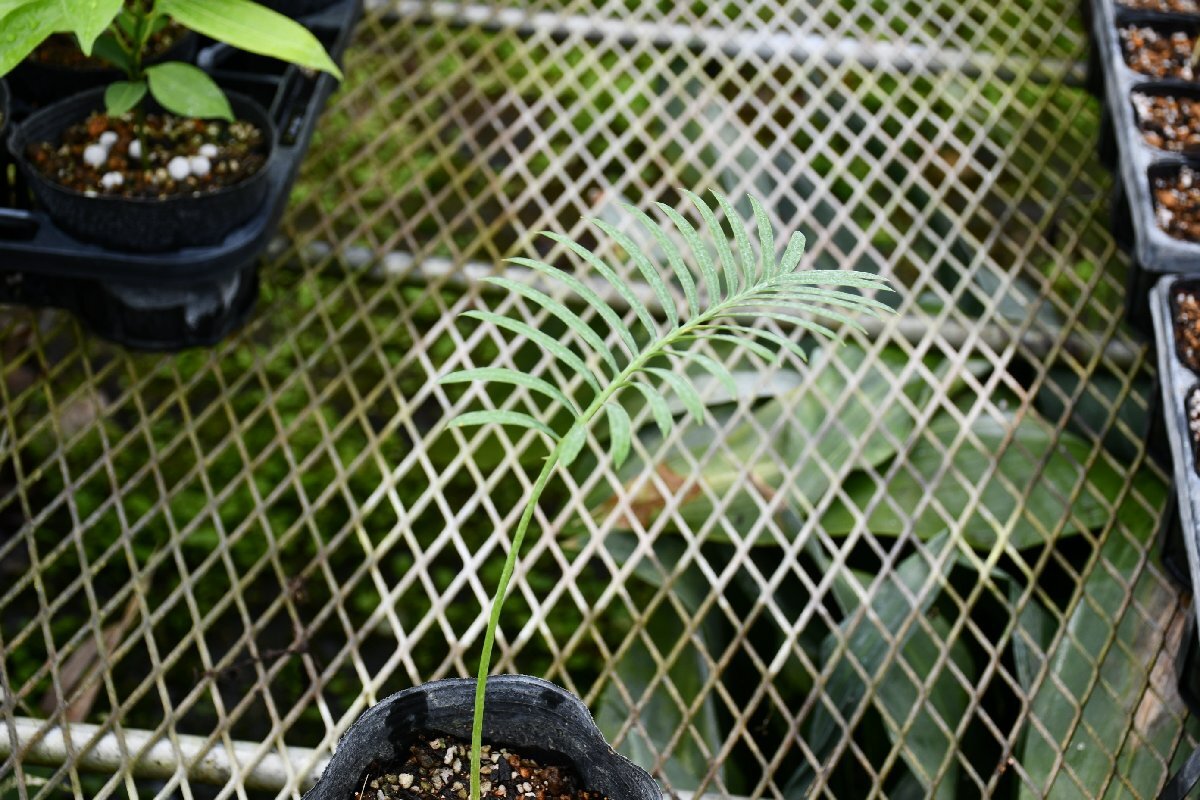 260428☆AO☆珍ソテツ タイのソテツ　タイ・シルヴァー 実生 Cycas sp.Thai Silver 80サイズ