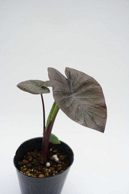 ★TO★タロイモの黒色品種　Colocasia esculenta 'Diamond Head'　ダイヤモンドヘッド 　カラーリーフ　耐寒性　4号ポット　60サイズ