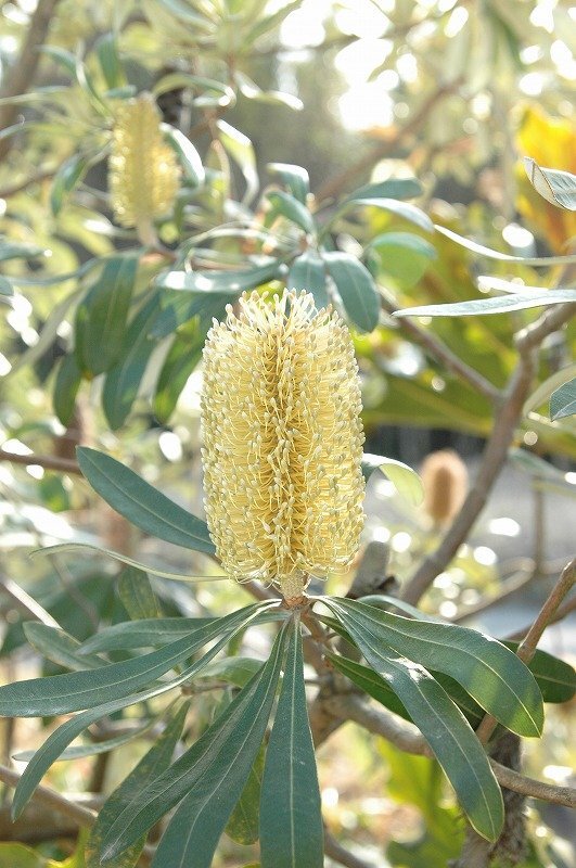★TO★養成株★オーストラリア花木 バンクシア・インテグリフォリア　Banksia integrifolia　コーストバンクシア　4号ポット　80サイズ
