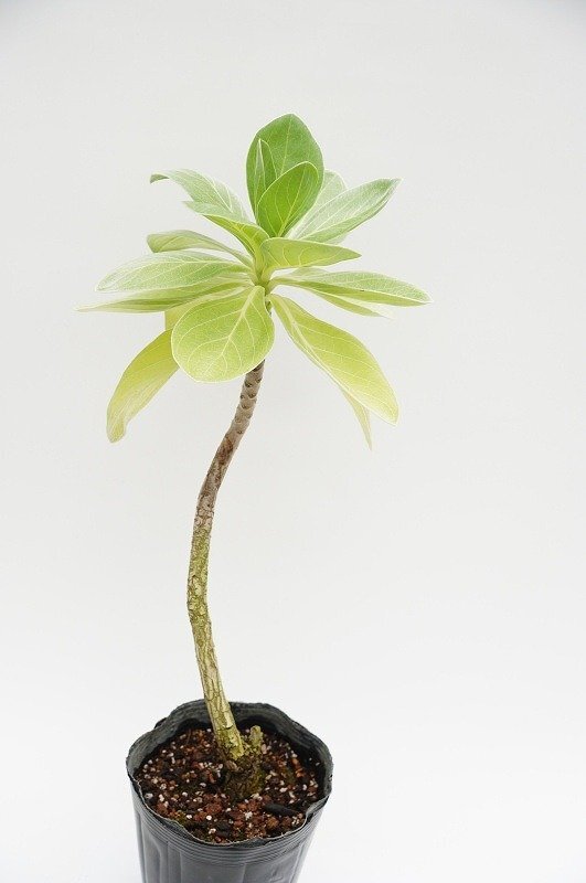 ★TO★沖縄★シルバーリーフが美しいモンパノキ　Heliotropium foertherianum　紋羽の木 観葉植物　5号ポット苗　現品　100サイズ