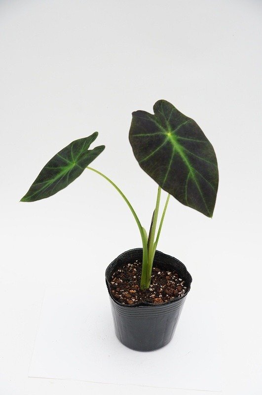 ★TO★インペリアルタロとも呼ばれるコロカシア　イラストリス　Colocasia esculenta ‘Illustris'　耐寒性あり　4号ポット苗　80サイズ