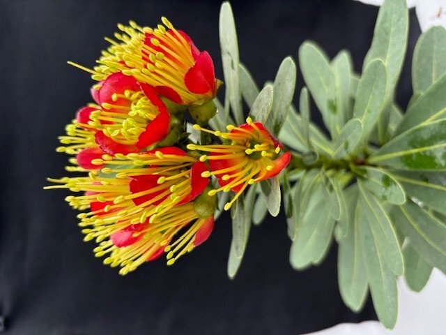 260401☆AO☆珍種　ニューカレドニア産　キサントステモン・オーランティアクス Xanthostemon aurantiacus 'Red &Yellow' 60サイズ