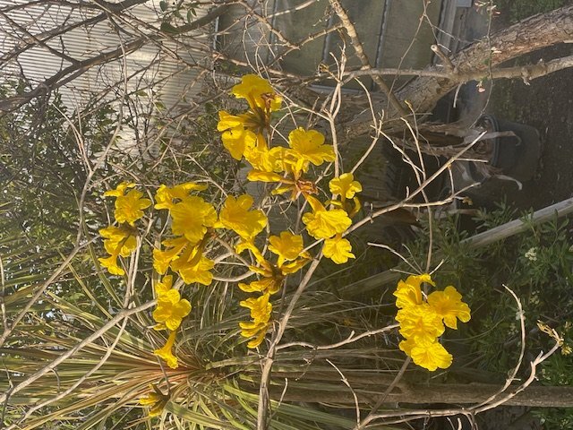 260403☆AO☆ブラジルの国花　黄花イペー花芽付き　Tabebuia chrysotoricha　コガネノウゼン　耐寒性あり　120サイズ
