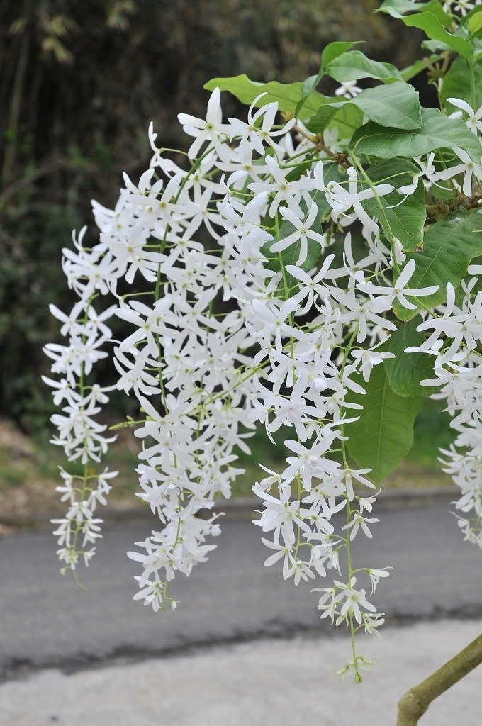 ★TO★花芽付き★女王の花輪　つる性熱帯花木　ペトレア　白花　Petrea volubilis ペトレア アルビフロラ　3.5号ポット苗　現品　100サイズ