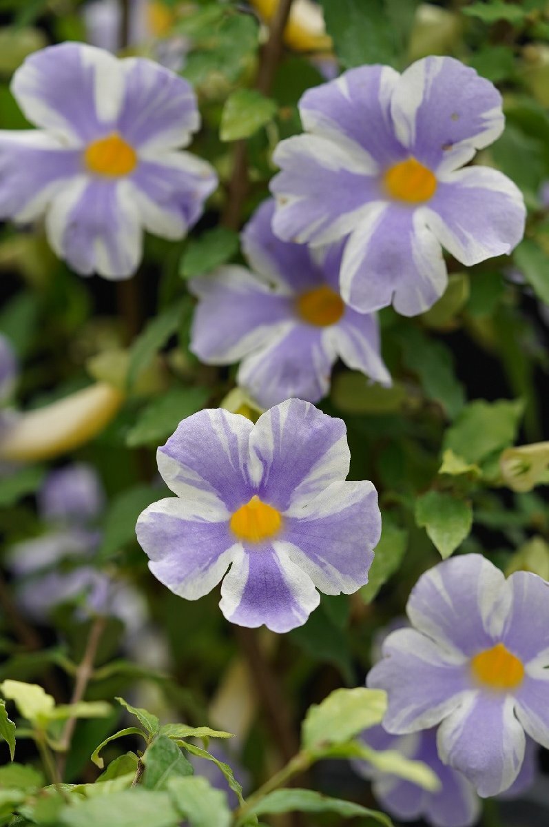 ★TO★花芽付き★木立性のツンベルギア　Thunbergia ’Fairy Moon'　ツンベルギア　フェアリームーン　4号ポット苗 　現品　100サイズ