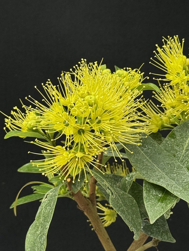 ★TO★花芽付き★ゴールデンペンダ キサントステモン Xanthostemon chrysanthus オーストラリア オージープランツ 4号苗 現品 60サイズ