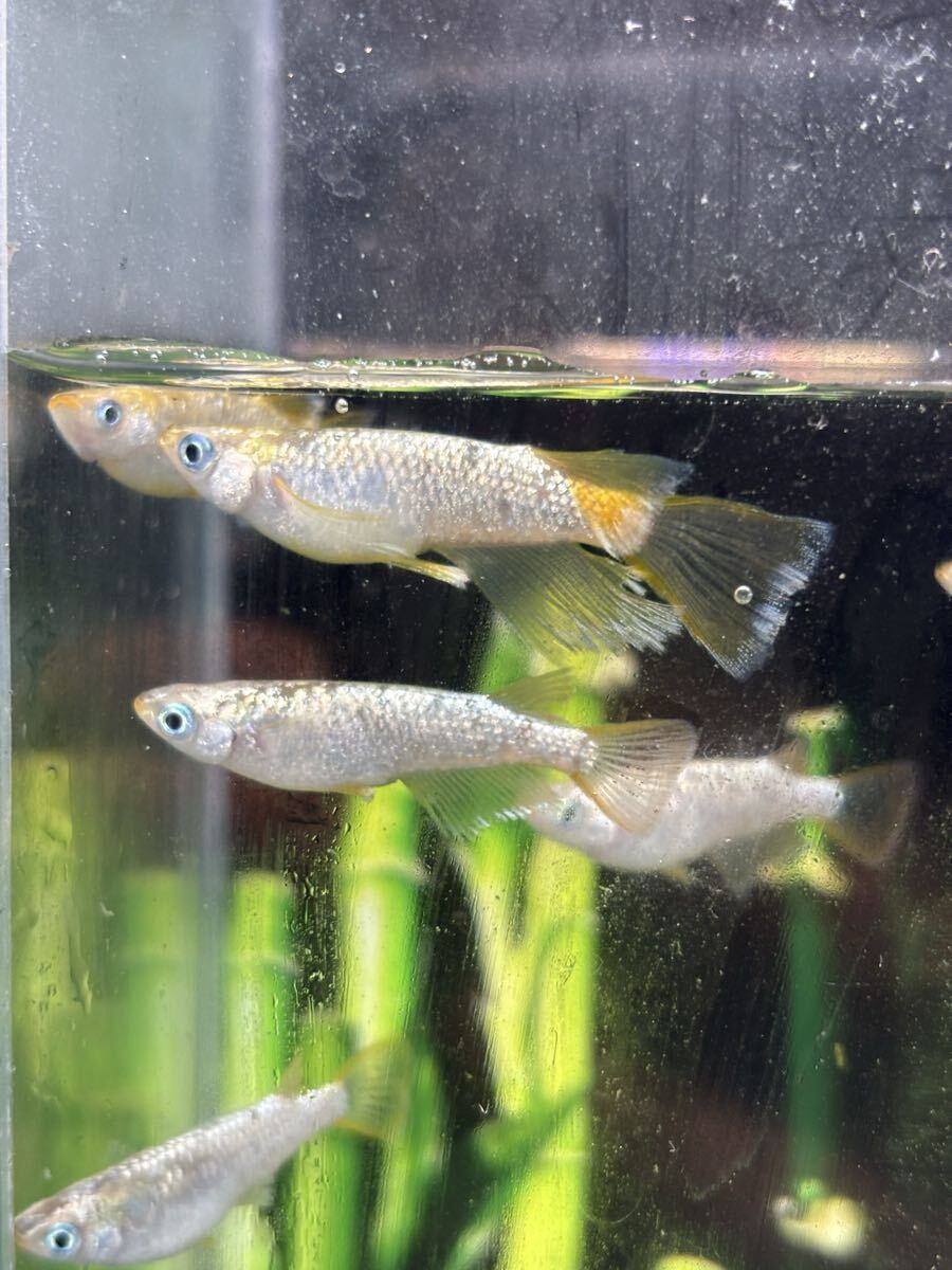 【現物出品】飛輪RLF　オス１０匹 めだか　メダカ
