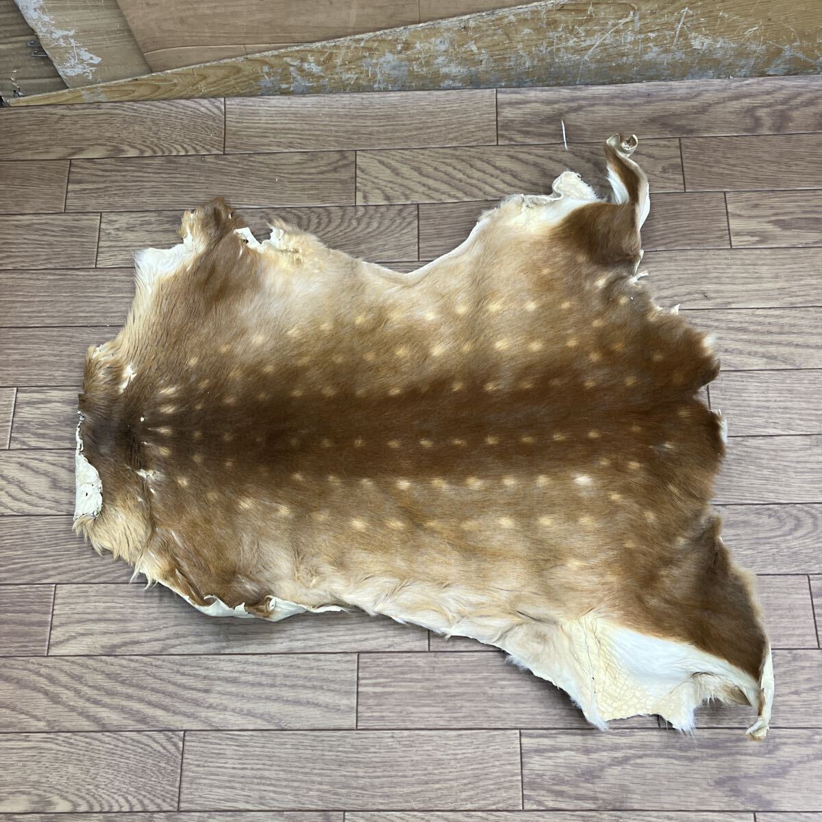 978. バンビ　58cm 前橋市から