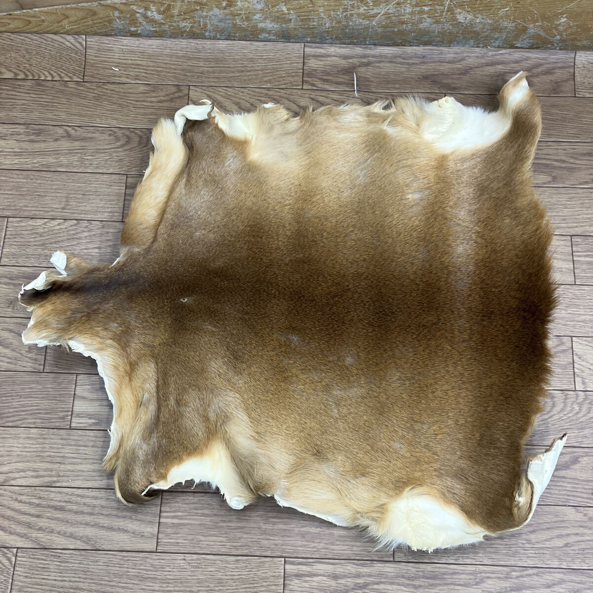 980. バンビ　55cm 前橋市から