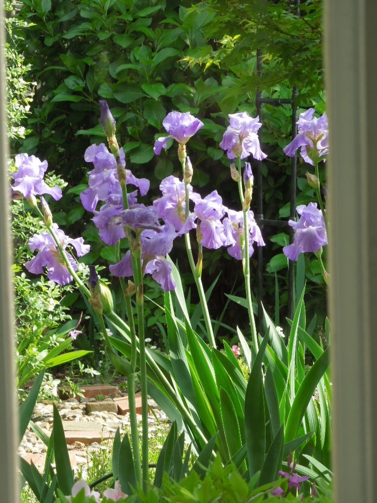 大型種 １株　ジャーマンアイリス　パープル ～ 水色 Iris germanica　Large flowers